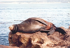 1997 - USA 01 (Monterey - Photo de Thierry - Décembre 1997 (USA))